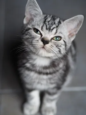 Британские кошки окрасы фотографии