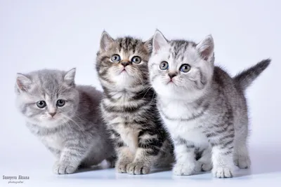 Британские кошки табби фотографии