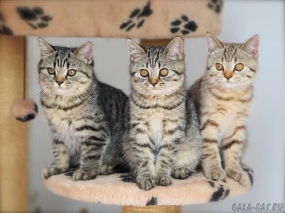 Искусные детали британских кошек табби на фото