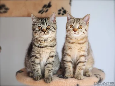 Восхитительные изображения британских кошек табби на фото