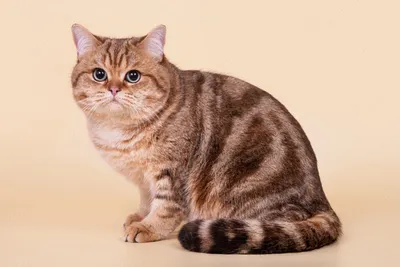 Фото британских кошек табби: погрузитесь в мир нежности и грации