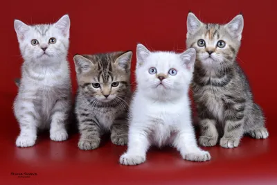 Фото британских кошек табби: скачайте бесплатно и обновите фон своего рабочего стола