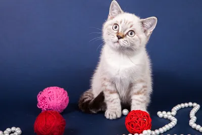 Фото, картинки, изображения: прекрасные британские кошки табби