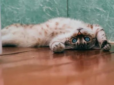 Фото британских кошек табби: скачивайте в формате webp и наслаждайтесь качеством