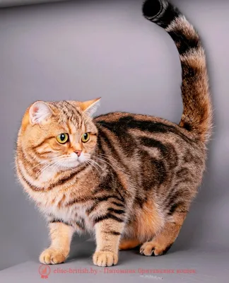 Очаровательные британские кошки табби на фото
