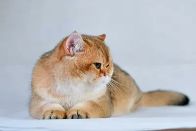 Вдохновляющие фотографии британских кошек табби
