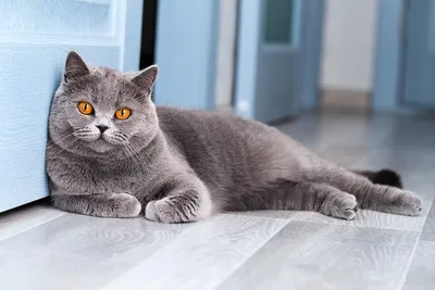 Фото британских кошек табби: выберите свой любимый формат и получите наслаждение!