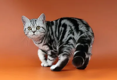 Привлекательные британские кошки табби на фото