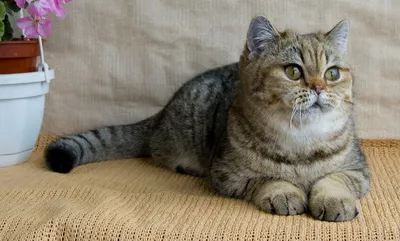 Прекрасные фотографии британских кошек табби для вашего вдохновения