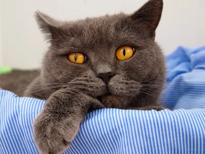 Фото британских кошек табби: декорируйте свой дом уникальными обоями