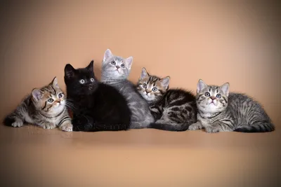 Впечатляющие изображения британских кошек табби на фото