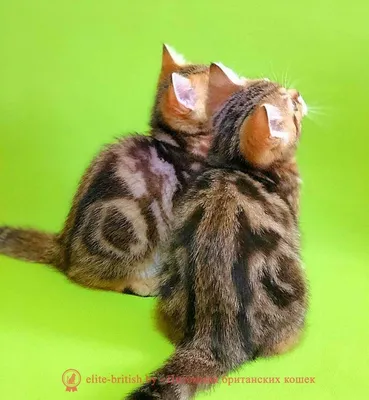 Уникальные изображения британских кошек табби для вашего сайта