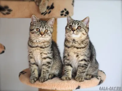 Чарующие британские кошки табби на фото