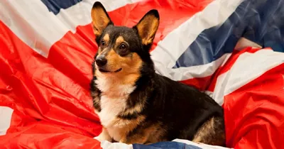 Британские породы собак фото фотографии
