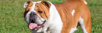 Английский бульдог - описание породы собак: характер, особенности  поведения, размер, отзывы и фото - Питомцы Mail.ru