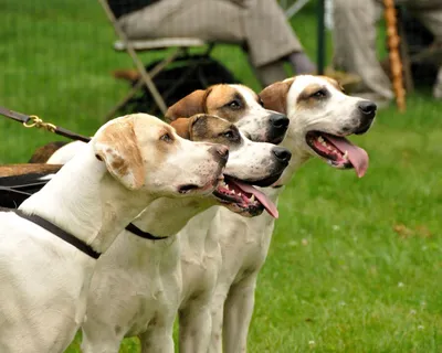 Английский бульдог: описание породы 🐕, характер собак, уход, фото