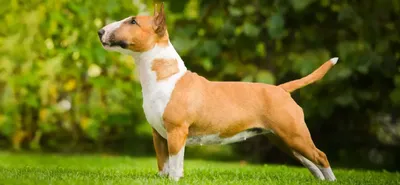Английский мастиф: фото, характер, размеры, щенки породы собак английский  мастиф | Блог зоомагазина Zootovary.com