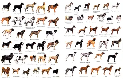 Как называются и произносятся породы собак на английском? | Пикабу