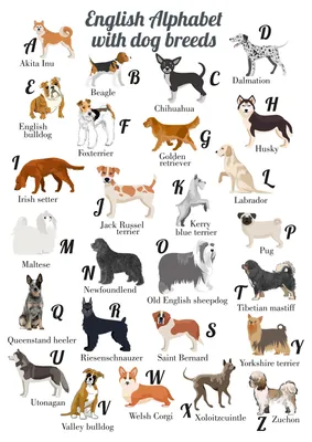 Best Wish - Самая крупная порода собак😮 Английский мастиф – старинная  английская порода собак, которая носит статус самой большой породы собак в  мире. Средний рост этих гигантов составляет 69-91 см, а вес