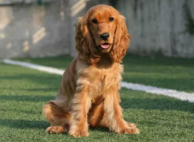 Породы собак на английском языке (72 фото) - картинки sobakovod.club