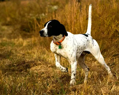 Английский кокер-спаниель: порода собак, описание и характер