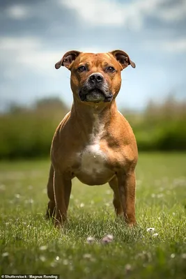 Английский фоксхаунд - описание породы собак: характер, особенности  поведения, размер, отзывы и фото - Питомцы Mail.ru