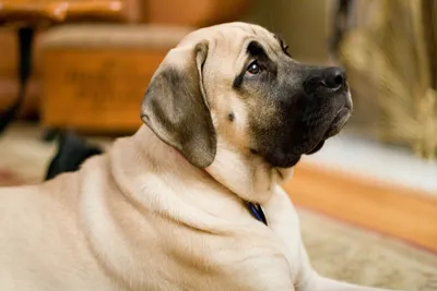 В Великобритании выросли цены на популярные породы собак | Ветеринария и  жизнь