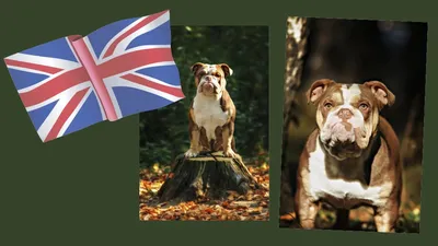 Английский бульдог породы собак Стоковое Фото - изображение насчитывающей  разведенными, имбирь: 176642310