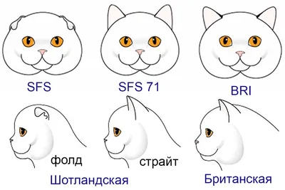 Котята скоттиш страйт - 78 фото