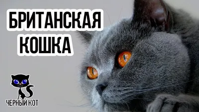 Британские котята - сплошные окрасы | Британские котята GALA-CAT | Дзен