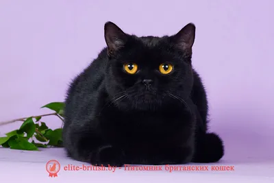 Короткошерстный черный британский котенок. Купить черного британского  котенка.