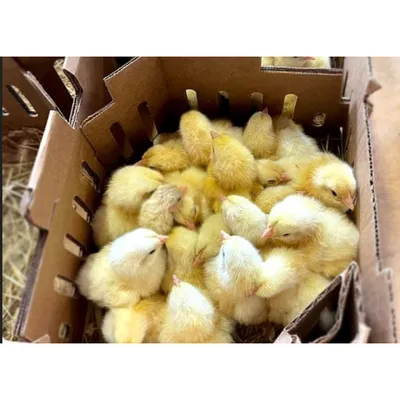 Суточный цыпленок Бройлер КОББ 500 | Крестьянские ведомости