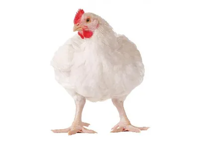 Цыплята кобб 500: продажа, цена в Полтавской области. Домашний скот и птица  от \"Интернет магазин \"Бройлер\" - продажа цыплят бройлеров\" - 301744790