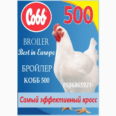 Бройлер КОББ-500 (суточный) - Бройлер | Белая Церковь
