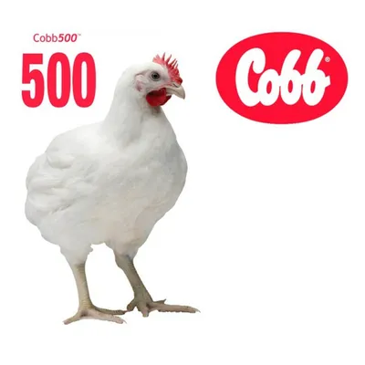 Купить Инкубационное яйцо Бройлер Кобб 500