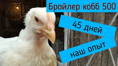 Бройлер суточный кобб 500: продажа, цена в Полтавской области. Домашний  скот и птица от \"Интернет магазин \"Бройлер\" - продажа цыплят бройлеров\" -  301747237