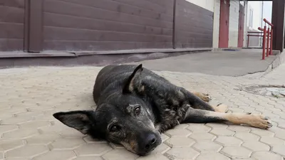 Лекция «Бездомные собаки глазами биолога» – события на сайте «Московские  Сезоны»