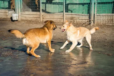 Ямальский Хатико: в Пурпе брошенная собака сторожит разрушенный дом |  Ямал-Медиа