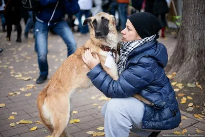 Бездомные Собаки: последние новости на сегодня, самые свежие сведения |  Chita.ru - новости Читы