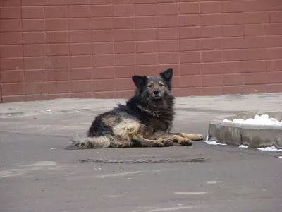 Брошенные собаки :: Всеволод Чуванов – Социальная сеть ФотоКто