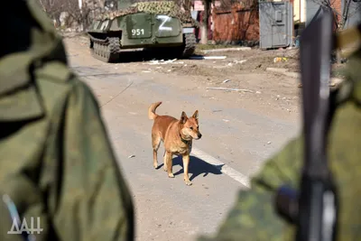 На Среднем Урале отловили почти 9 000 бездомных собак: Общество: Облгазета