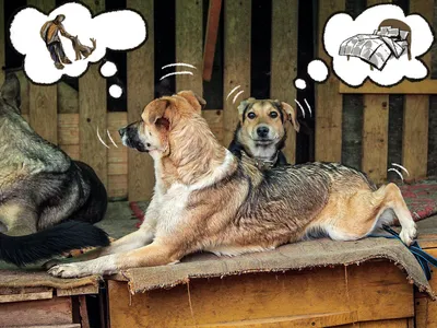 Поселок в России терроризируют агрессивные бездомные собаки