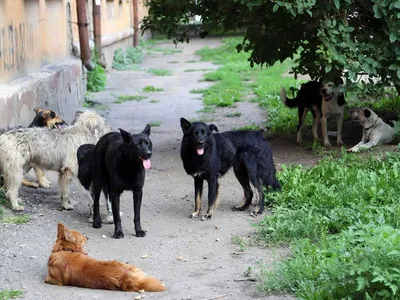 В Казани стартовала перепись бездомных собак и кошек