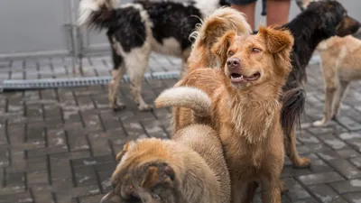 В Ивановской области бездомные собаки покусали почти 700 человек