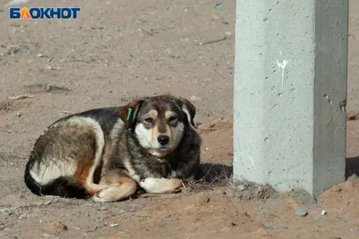 Бездомные собаки в Саратове: за гуманным отловом и чипированием животных  проследит первый в России зоопатруль | Агентство деловых новостей  \"Бизнес-вектор\"