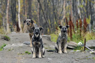 В Донецке из-за боев возросло число брошенных домашних собак. Как они  обретают новый дом - Общество - ДАН