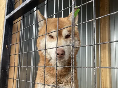 В Первомайском парке бездомные собаки напали на двух амурчанок ▸ Amur.Life