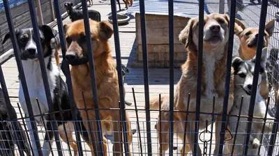 В Уфе бездомные собаки напали на ребенка | ИА Красная Весна