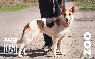 В большинстве дворов Волжского обитают бездомные собаки