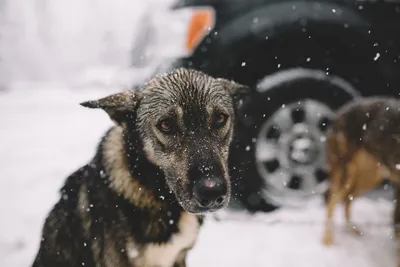 Кавказский Узел | Бездомные собаки, законы и сердобольные нальчане
